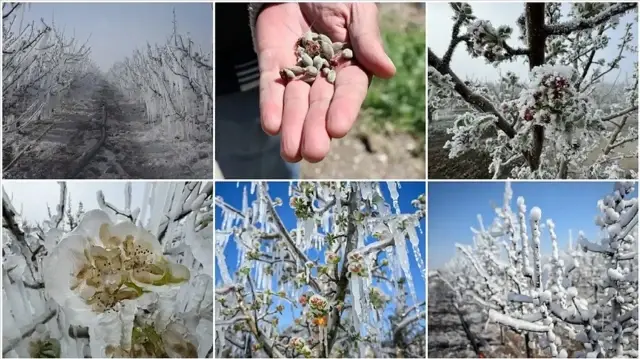 bakan yumakli ciftcilere mujdeyi verdi zirai don odemeleri basliyor Nbast3jT.webp