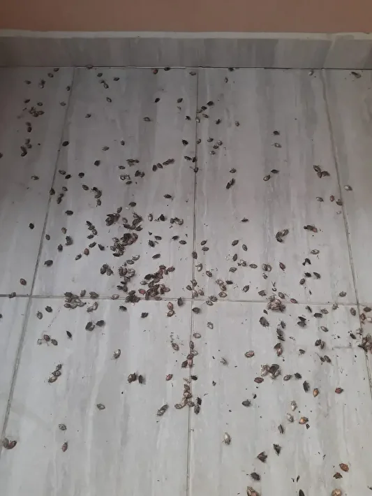 Bakanlık Karadeniz’in kabusu haline gelen kahverengi kokarcaya karşı harekete geçti 1 bakanlik karadenizin kabusu haline gelen kahverengi kokarcaya karsi harekete gecti 0 611UvLps
