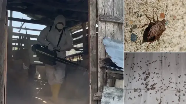 Bakanlık Karadeniz’in kabusu haline gelen kahverengi kokarcaya karşı harekete geçti bakanlik karadenizin kabusu haline gelen kahverengi kokarcaya karsi harekete gecti VaJ3Tqcf.webp