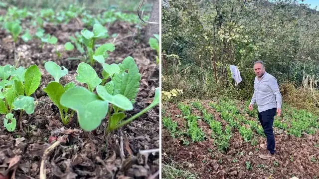 Balkonda hobi olarak başladığı iş ülkenin dört bir yanına yayıldı: Talepler patladı tam 150 bin kişi istedi balkonda hobi olarak basladigi is ulkenin dort bir yanina yayildi talepler patladi tam 150 s17YrLh9.webp
