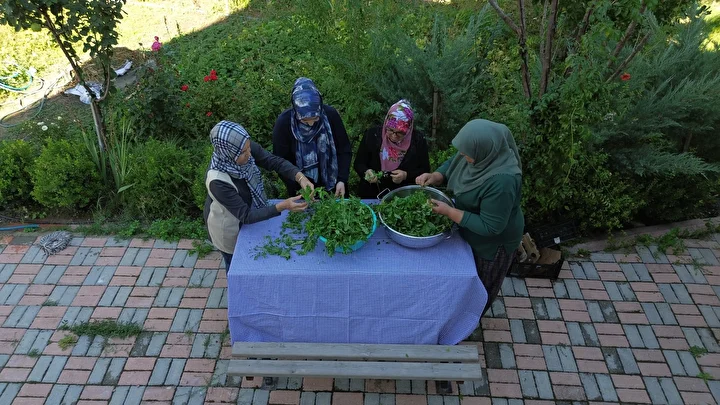 bilecikli bayan kaynatip ictigi nane suyundan ilham alarak tesebbuscu oldu istanbul bursa eskisehir ve TUsNTN1B
