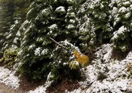 Bolu’nun yüksek kısımlarına kar yağdı bolunun yuksek kisimlarina kar yagdi rkOlt7Pe.webp
