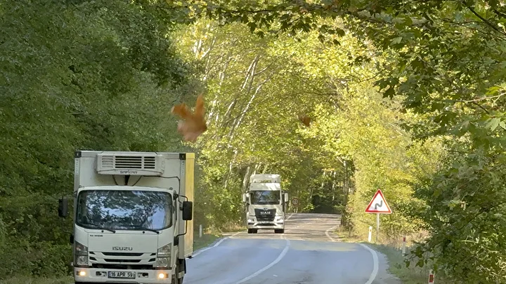 Bu yol görenleri hayran bırakıyor: İrlanda ve Japonya'daki ağaç tünellerini aratmıyor 4 bu yol gorenleri hayran birakiyor irlanda ve japonyadaki agac tunellerini aratmiyor 3 6mnJyVT4