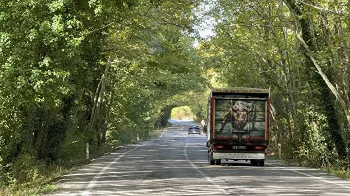Bu yol görenleri hayran bırakıyor: İrlanda ve Japonya'daki ağaç tünellerini aratmıyor 9 bu yol gorenleri hayran birakiyor irlanda ve japonyadaki agac tunellerini aratmiyor 8 ii8cHbPb