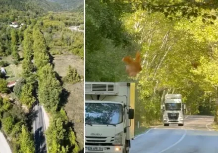 bu yol gorenleri hayran birakiyor irlanda ve japonyadaki agac tunellerini aratmiyor QgBpGPgh.webp