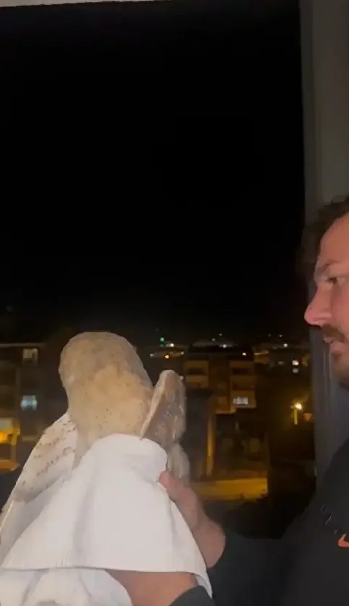 cok nadir goruluyor peceli baykus bursada meskenin balkonuna girdi 4