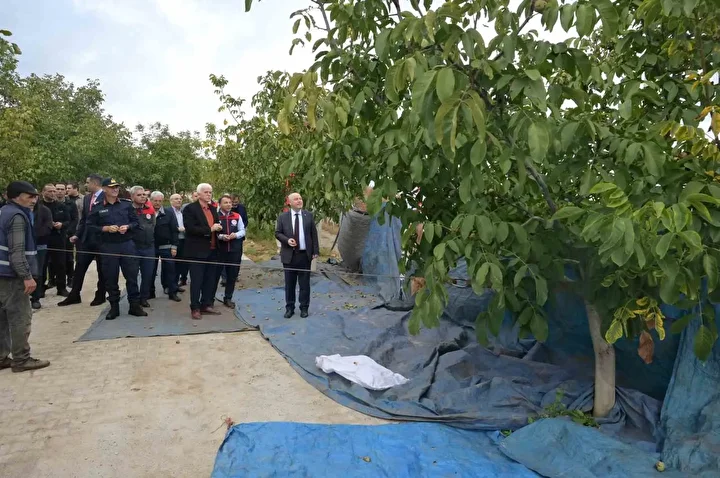Denizli’de dönemin birinci ceviz hasadı Tavas’ta yapıldı 2 denizlide donemin birinci ceviz hasadi tavasta yapildi 1 KJBBnc1j