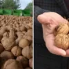 denizlide donemin birinci ceviz hasadi tavasta yapildi vqhtqcip.webp