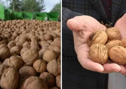 Denizli’de dönemin birinci ceviz hasadı Tavas’ta yapıldı denizlide donemin birinci ceviz hasadi tavasta yapildi vqhtqcip.webp