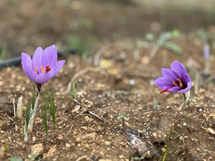 dunyanin en degerli baharati kilosu 450 bin tlden satiliyor soguk havalardan oturu erken ATnac6u5