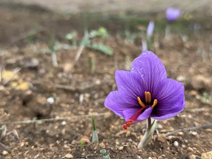 dunyanin en degerli baharati kilosu 450 bin tlden satiliyor soguk havalardan oturu erken rYE9HBLt