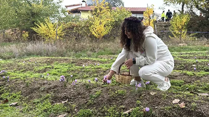 dunyanin en kiymetli baharati safranin kilogrami 600 bin liradan satilacak 0 yvuNcEau