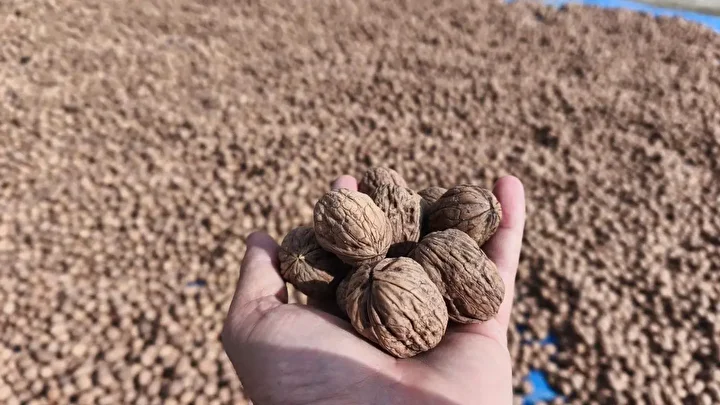 edirnede ceviz hasadi basladi rekolte gecen seneye nazaran dusuk 0 NPvWih4c