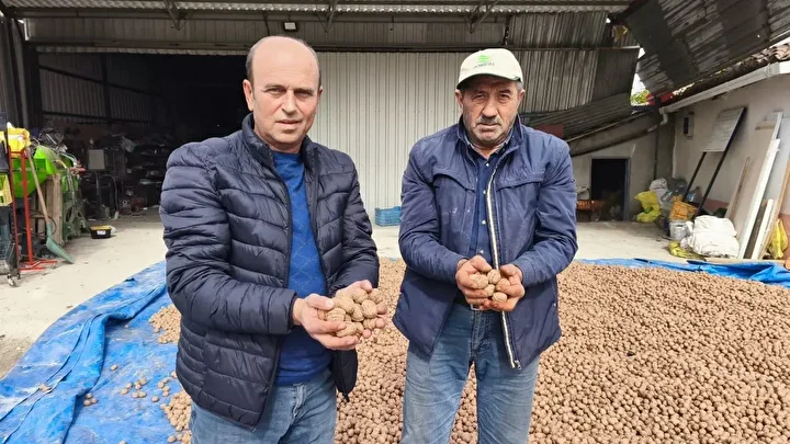 edirnede ceviz hasadi basladi rekolte gecen seneye nazaran dusuk 1 FMpiGBLh