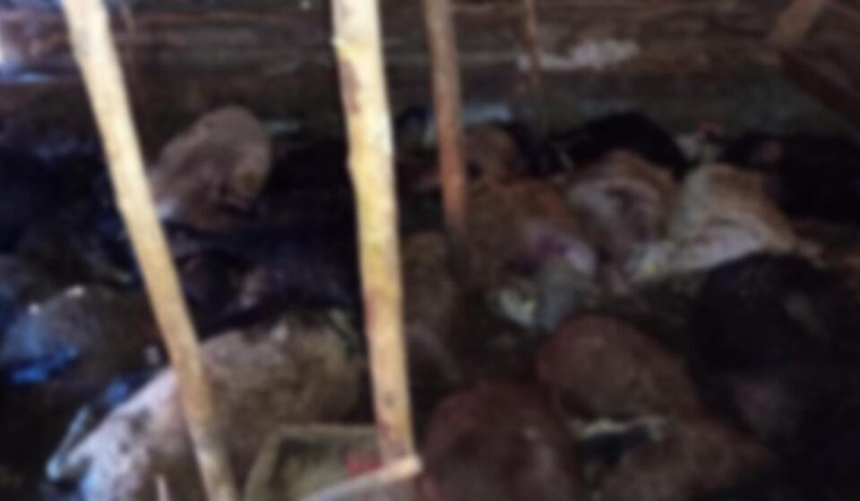 Elazığ’da dehşetli olay! Ağıla yıldırım düştü, 45 hayvan telef oldu elazigda dehsetli olay agila yildirim dustu 45 hayvan telef oldu wmKnxi5W.jpg