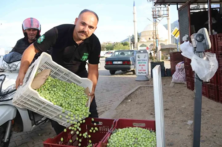 Fethiye’de zeytin hasadı başladı: Hem kaliteli hem de ucuz 1 fethiyede zeytin hasadi basladi hem kaliteli hem de ucuz 0 KsldHIGr