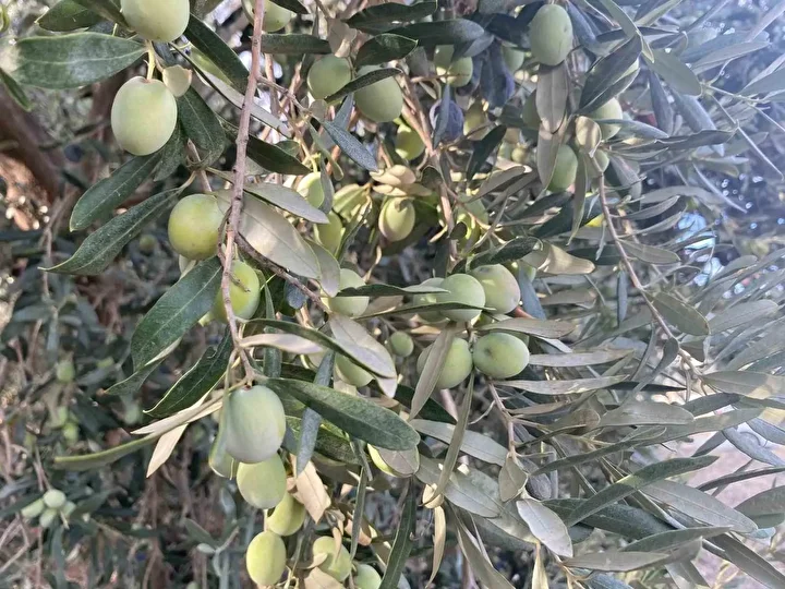 Fethiye’de zeytin hasadı başladı: Hem kaliteli hem de ucuz 2 fethiyede zeytin hasadi basladi hem kaliteli hem de ucuz 1 SblWBC9a