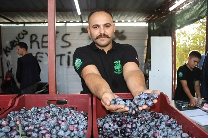 Fethiye’de zeytin hasadı başladı: Hem kaliteli hem de ucuz 3 fethiyede zeytin hasadi basladi hem kaliteli hem de ucuz 2