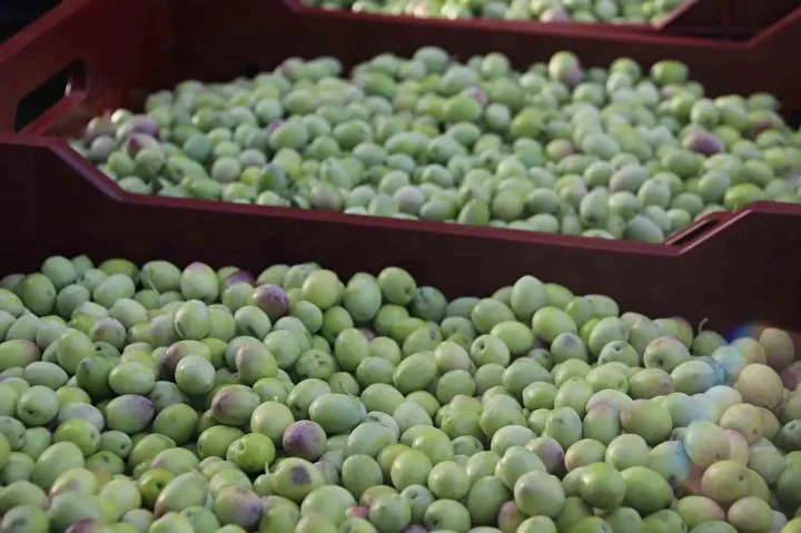 Fethiye’de zeytin hasadı başladı: Hem kaliteli hem de ucuz 4 fethiyede zeytin hasadi basladi hem kaliteli hem de ucuz 3 OPmtVRHK