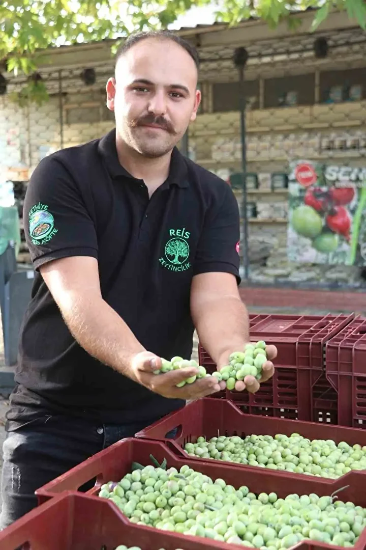 Fethiye’de zeytin hasadı başladı: Hem kaliteli hem de ucuz 6 fethiyede zeytin hasadi basladi hem kaliteli hem de ucuz 5 STm6aMTC
