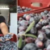 fethiyede zeytin hasadi basladi hem kaliteli hem de ucuz CgKUAayh.webp