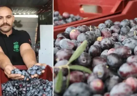 fethiyede zeytin hasadi basladi hem kaliteli hem de ucuz CgKUAayh.webp