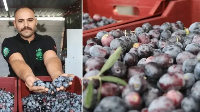 Fethiye’de zeytin hasadı başladı: Hem kaliteli hem de ucuz fethiyede zeytin hasadi basladi hem kaliteli hem de ucuz CgKUAayh.webp