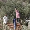 filistin topraklarini gasbeden israilliler bati seriada zeytin toplayan filistinlileri maksat aliyor GXNqkUlk.webp