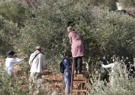 filistin topraklarini gasbeden israilliler bati seriada zeytin toplayan filistinlileri maksat aliyor GXNqkUlk.webp