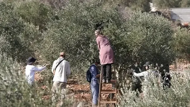 filistin topraklarini gasbeden israilliler bati seriada zeytin toplayan filistinlileri maksat aliyor GXNqkUlk.webp