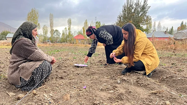 Hakkari'de birinci defa ekildi: Kilosu 600 bin TL'yi buluyor 2 hakkaride birinci defa ekildi kilosu 600 bin tlyi buluyor 1 IvRjiQva