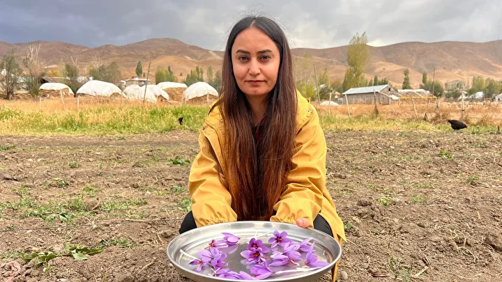 Hakkari'de birinci defa ekildi: Kilosu 600 bin TL'yi buluyor 3 hakkaride birinci defa ekildi kilosu 600 bin tlyi buluyor 2 GW9CqMVt