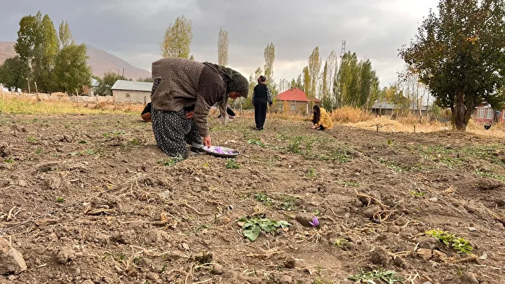 Hakkari'de birinci defa ekildi: Kilosu 600 bin TL'yi buluyor 4 hakkaride birinci defa ekildi kilosu 600 bin tlyi buluyor 3 kdpD9119