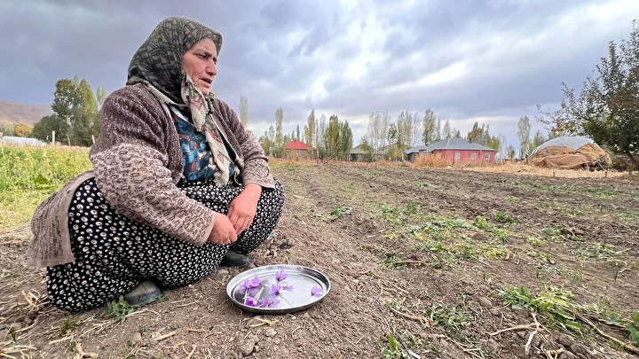 Hakkari'de birinci defa ekildi: Kilosu 600 bin TL'yi buluyor 5 hakkaride birinci defa ekildi kilosu 600 bin tlyi buluyor 4 V4cMHMTR