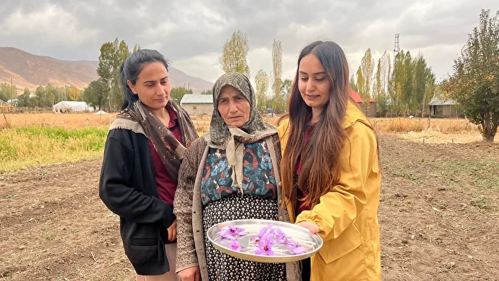 Hakkari'de birinci defa ekildi: Kilosu 600 bin TL'yi buluyor 7 hakkaride birinci defa ekildi kilosu 600 bin tlyi buluyor 6
