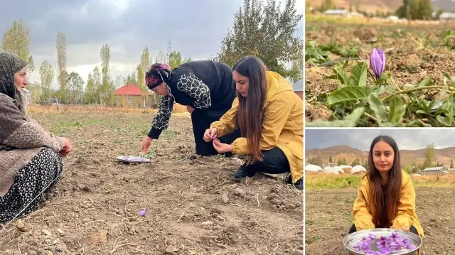 Hakkari’de birinci defa ekildi: Kilosu 600 bin TL’yi buluyor hakkaride birinci defa ekildi kilosu 600 bin tlyi buluyor iBZ6Fyui.webp