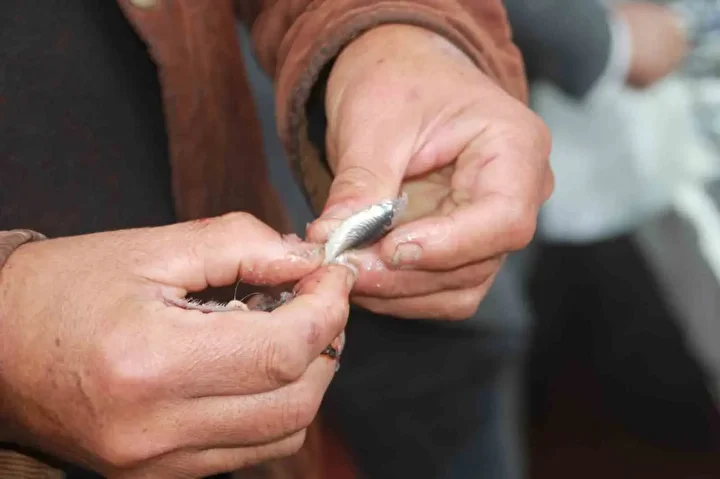 Hamsi 70 liraya düştü: Vatandaş sevinçten çiğ yedi 7 hamsi 70 liraya dustu vatandas sevincten cig yedi 6 pALSsufI