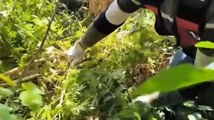 Hatay’da 89 kilo 200 gram esrar ve bin 876 kök kenevir ele geçirildi: Üç kişi tutuklandı 5 hatayda 89 kilo 200 gram esrar ve bin 876 kok kenevir ele gecirildi uc YWc6KREl