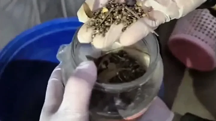 Hatay’da 89 kilo 200 gram esrar ve bin 876 kök kenevir ele geçirildi: Üç kişi tutuklandı 6 hatayda 89 kilo 200 gram esrar ve bin 876 kok kenevir ele gecirildi uc vv6tLNjl