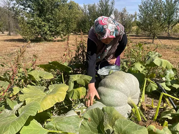 Hiçbir ilaçlama yapmadan iki haftada bal kabakları 40 kiloya ulaştı: Çavdar çifti gözlerine inanamadı 2 hicbir ilaclama yapmadan iki haftada bal kabaklari 40 kiloya ulasti cavdar cifti gozlerine inanamadi HTACFMBb