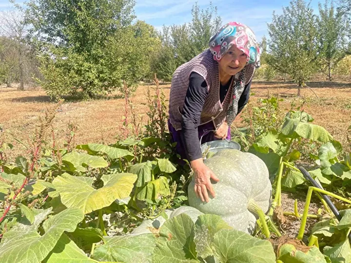 Hiçbir ilaçlama yapmadan iki haftada bal kabakları 40 kiloya ulaştı: Çavdar çifti gözlerine inanamadı 3 hicbir ilaclama yapmadan iki haftada bal kabaklari 40 kiloya ulasti cavdar cifti gozlerine inanamadi ZCi9SN2T