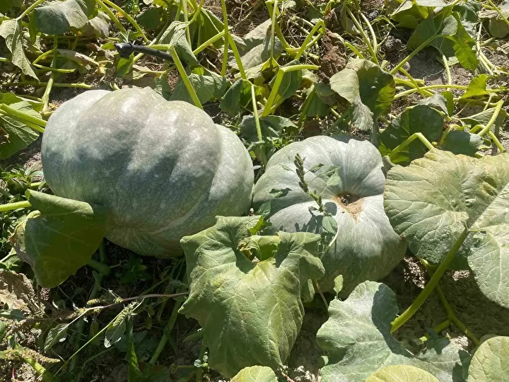 Hiçbir ilaçlama yapmadan iki haftada bal kabakları 40 kiloya ulaştı: Çavdar çifti gözlerine inanamadı 1 hicbir ilaclama yapmadan iki haftada bal kabaklari 40 kiloya ulasti cavdar cifti gozlerine inanamadi hRppTlUn