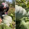 Samsun’da şap karantinası hicbir ilaclama yapmadan iki haftada bal kabaklari 40 kiloya ulasti cavdar cifti gozlerine inanamadi mP16InXq.webp