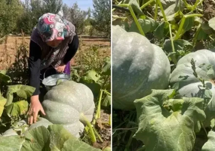 Hiçbir ilaçlama yapmadan iki haftada bal kabakları 40 kiloya ulaştı: Çavdar çifti gözlerine inanamadı hicbir ilaclama yapmadan iki haftada bal kabaklari 40 kiloya ulasti cavdar cifti gozlerine inanamadi mP16InXq.webp