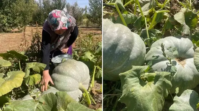 Hiçbir ilaçlama yapmadan iki haftada bal kabakları 40 kiloya ulaştı: Çavdar çifti gözlerine inanamadı hicbir ilaclama yapmadan iki haftada bal kabaklari 40 kiloya ulasti cavdar cifti gozlerine inanamadi mP16InXq.webp
