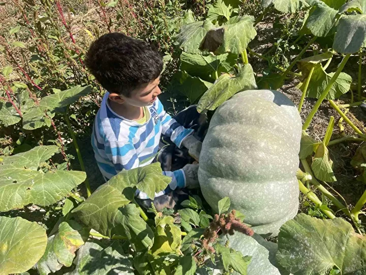 Hiçbir ilaçlama yapmadan iki haftada bal kabakları 40 kiloya ulaştı: Çavdar çifti gözlerine inanamadı 4 hicbir ilaclama yapmadan iki haftada bal kabaklari 40 kiloya ulasti cavdar cifti gozlerine inanamadi ycBNEK23