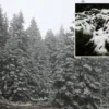 ilgaz daginda kar ve sis tesirli oldu gR3m2YrQ.webp
