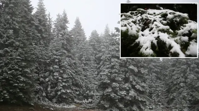 ilgaz daginda kar ve sis tesirli oldu gR3m2YrQ.webp