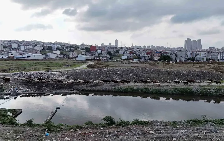 İstanbul’da siyaha bürünen dereden kirlilik akıyor 1 istanbulda siyaha burunen dereden kirlilik akiyor 0 vqLE8QAJ