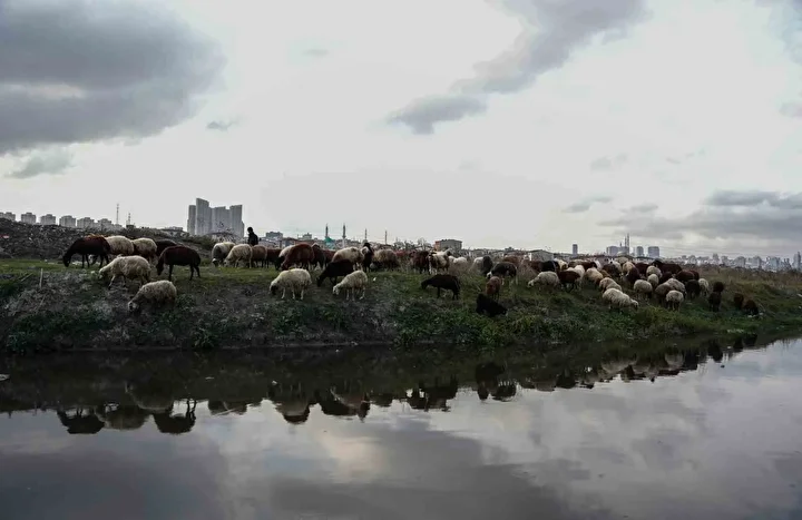 İstanbul’da siyaha bürünen dereden kirlilik akıyor 3 istanbulda siyaha burunen dereden kirlilik akiyor 2